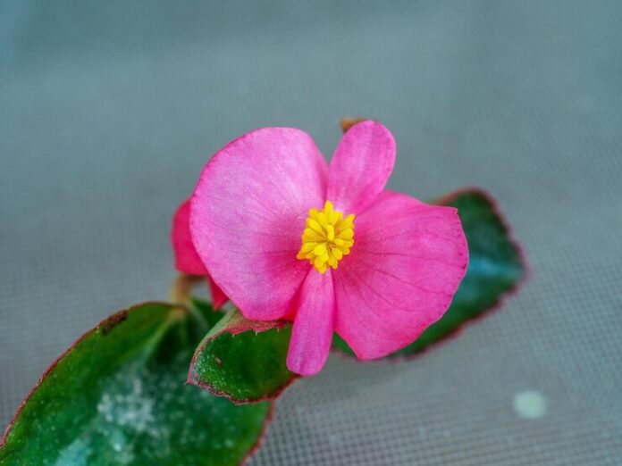 begonia mallacoota